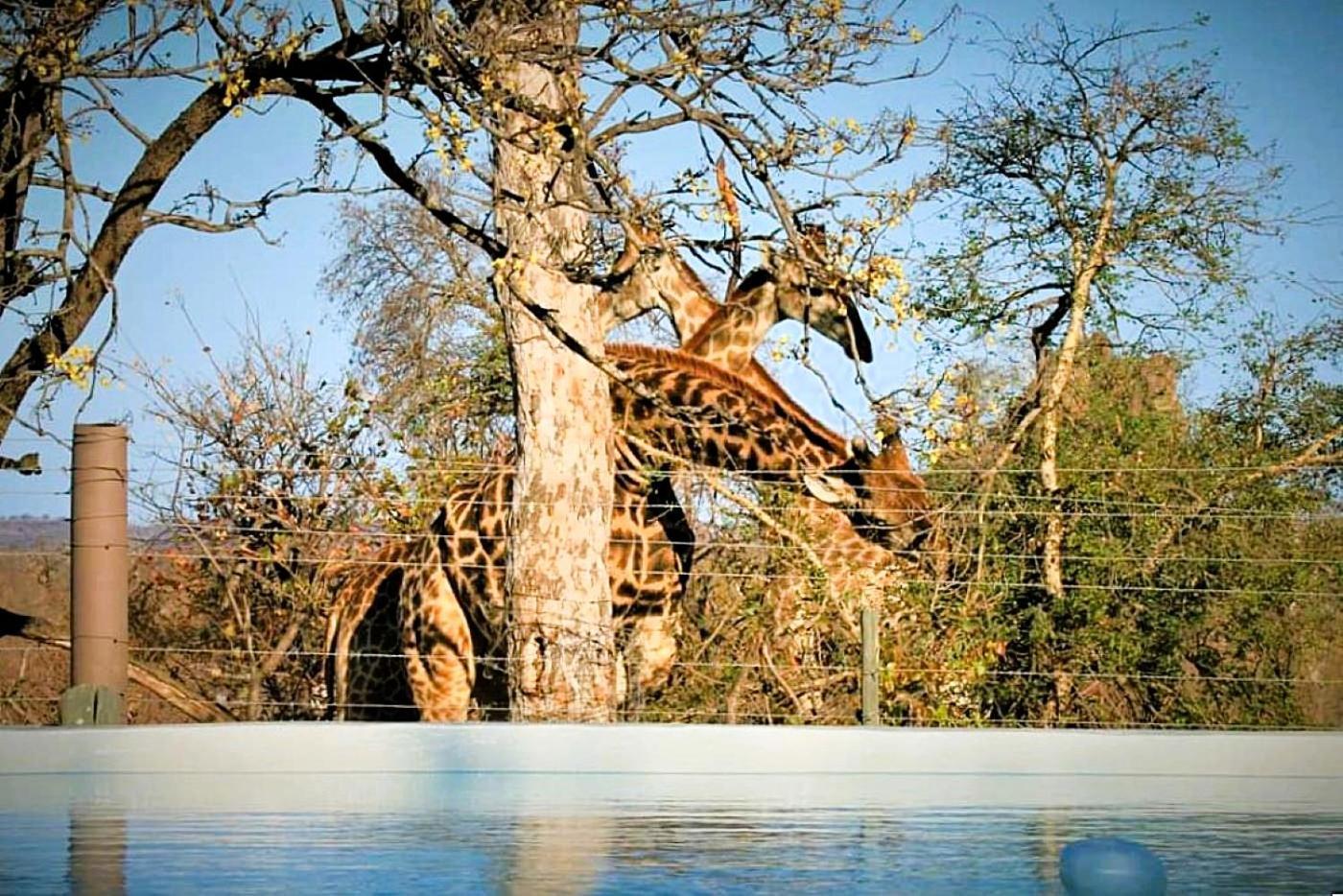 Ngalali Retreat Hotell Grietjie Game Reserve Eksteriør bilde
