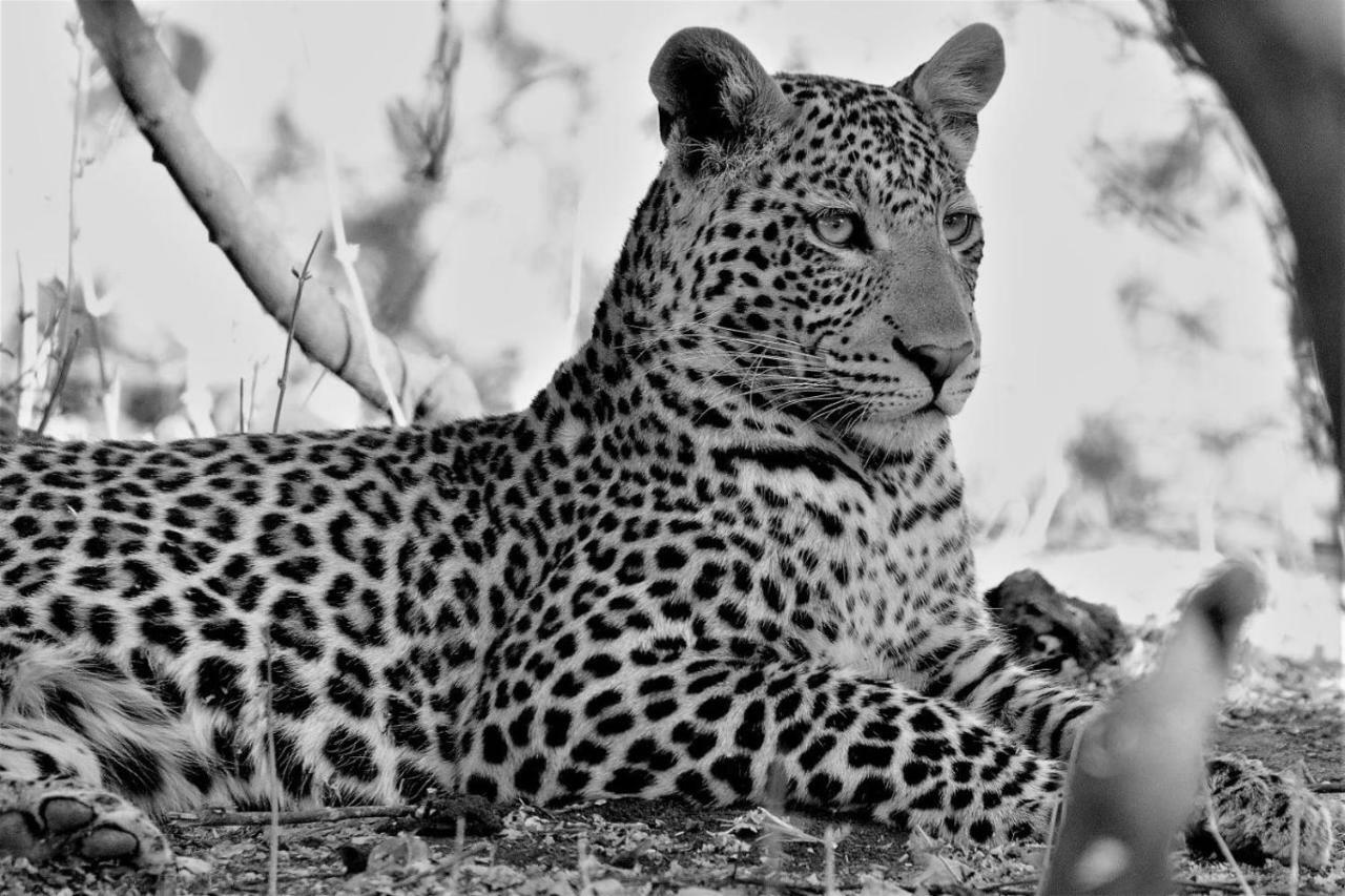 Ngalali Retreat Hotell Grietjie Game Reserve Eksteriør bilde